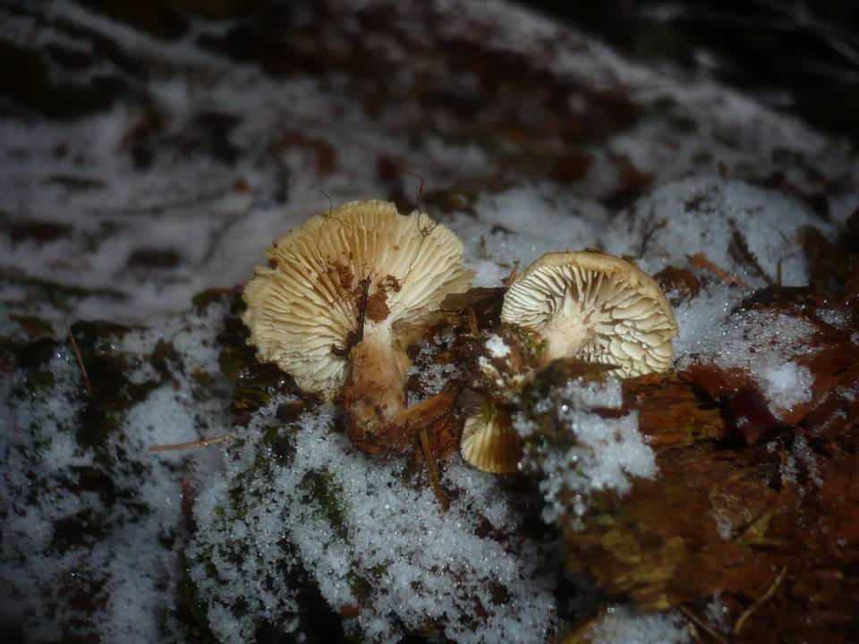 Neolentinus adhaerens image
