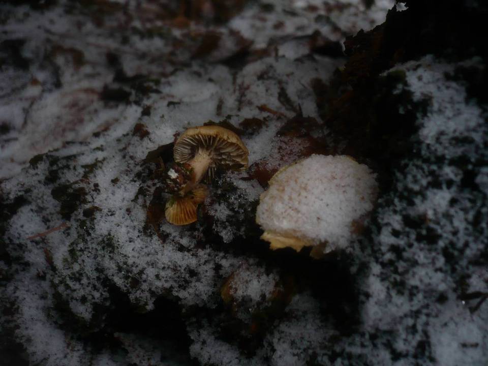 Neolentinus adhaerens image