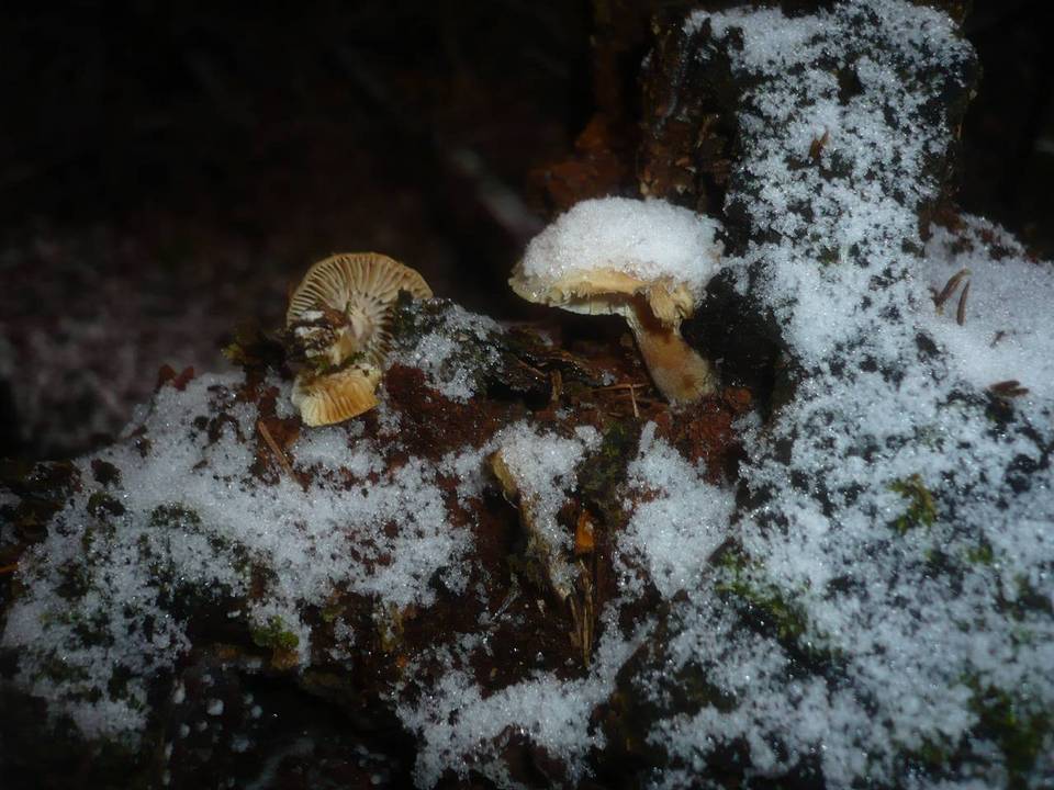 Neolentinus adhaerens image