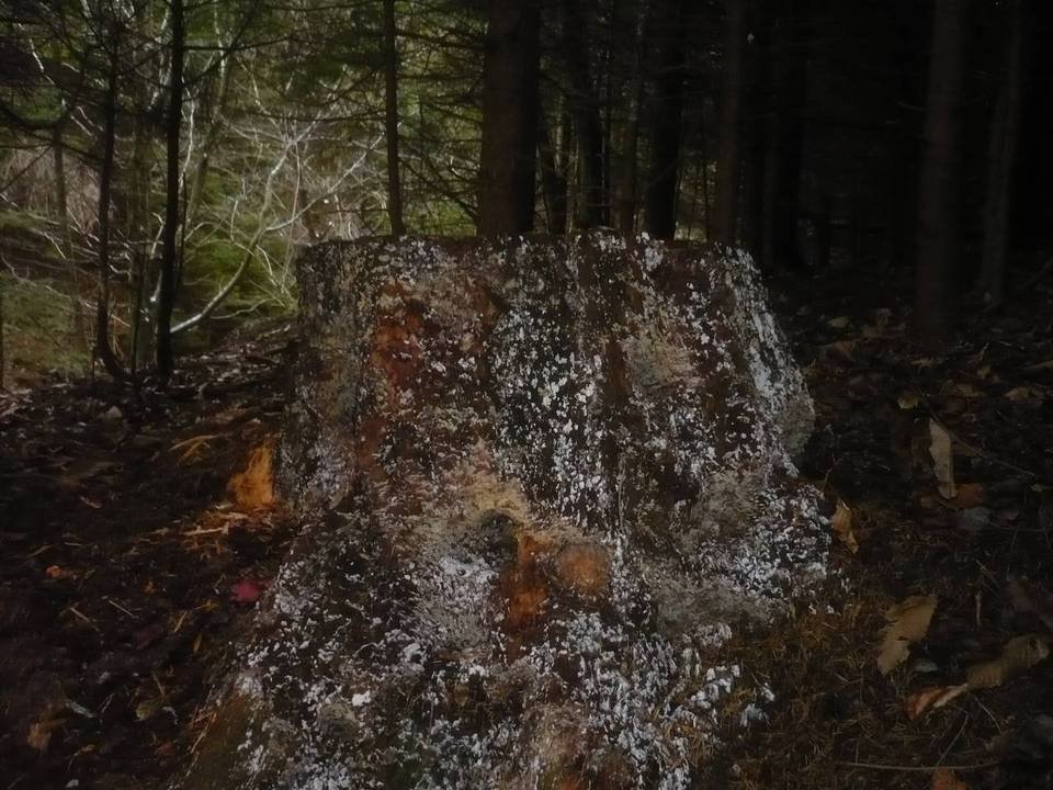 Fibulomyces mutabilis image