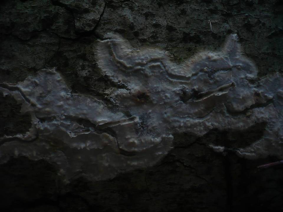 Phlebiopsis gigantea image