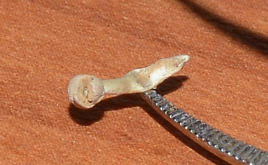 Onygena corvina image
