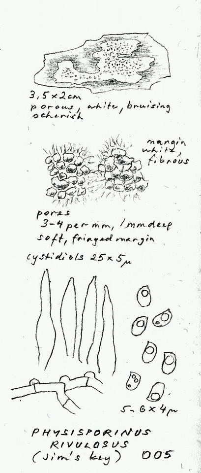 Obba rivulosa image