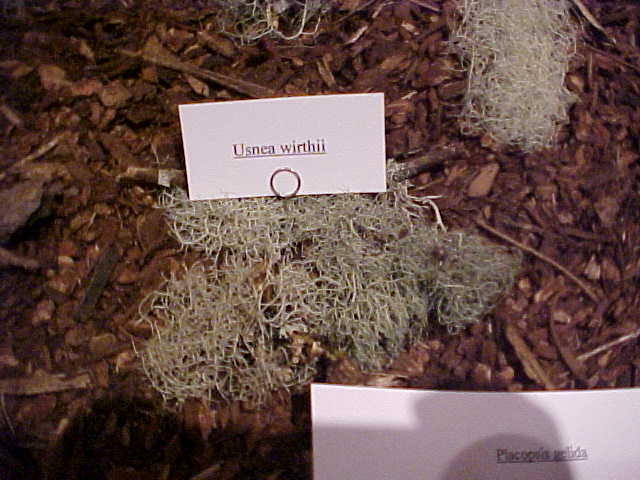 Usnea wirthii image