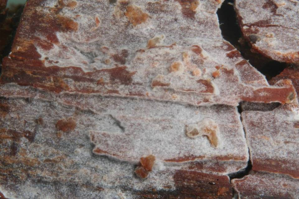 Phlebia subochracea image