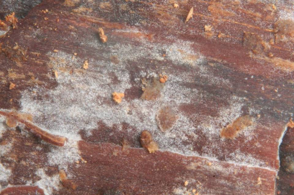 Phlebia subochracea image