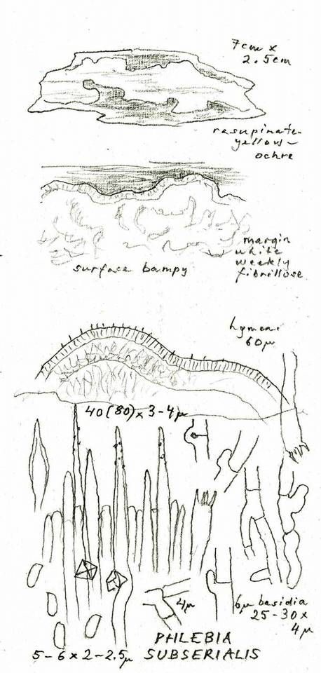 Phlebia subserialis image
