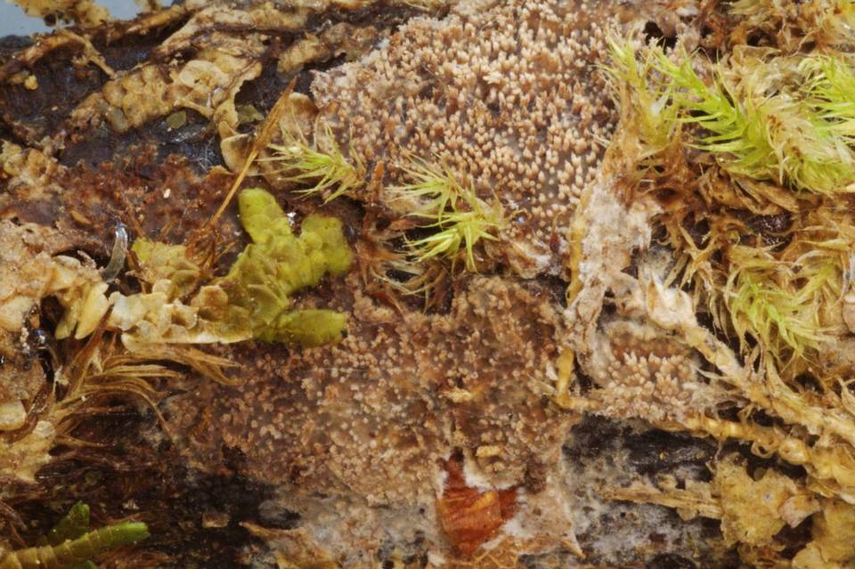 Hyphodontia nespori image