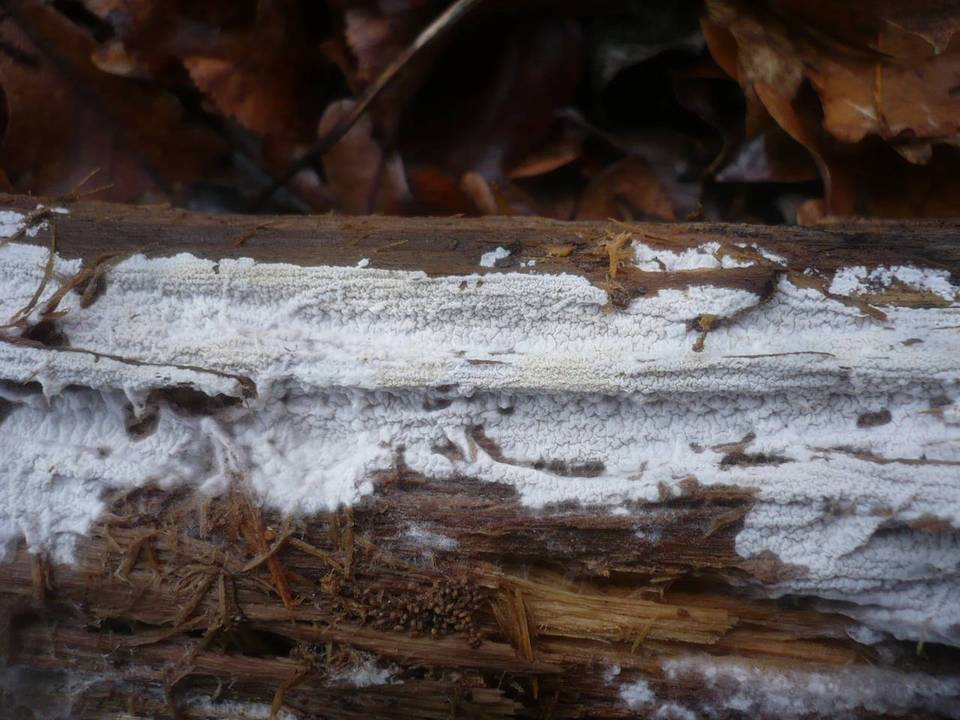 Athelia acrospora image