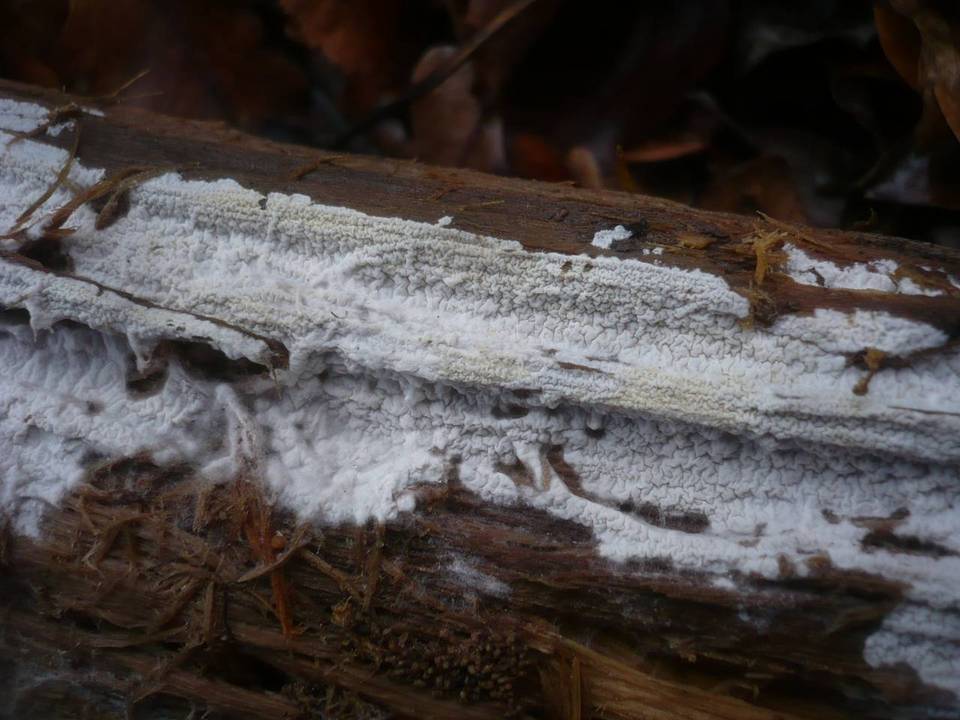 Athelia acrospora image