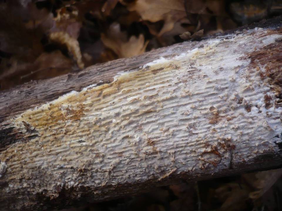 Phanerochaete sordida image