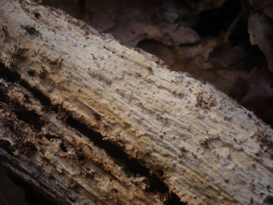 Phanerochaete sordida image