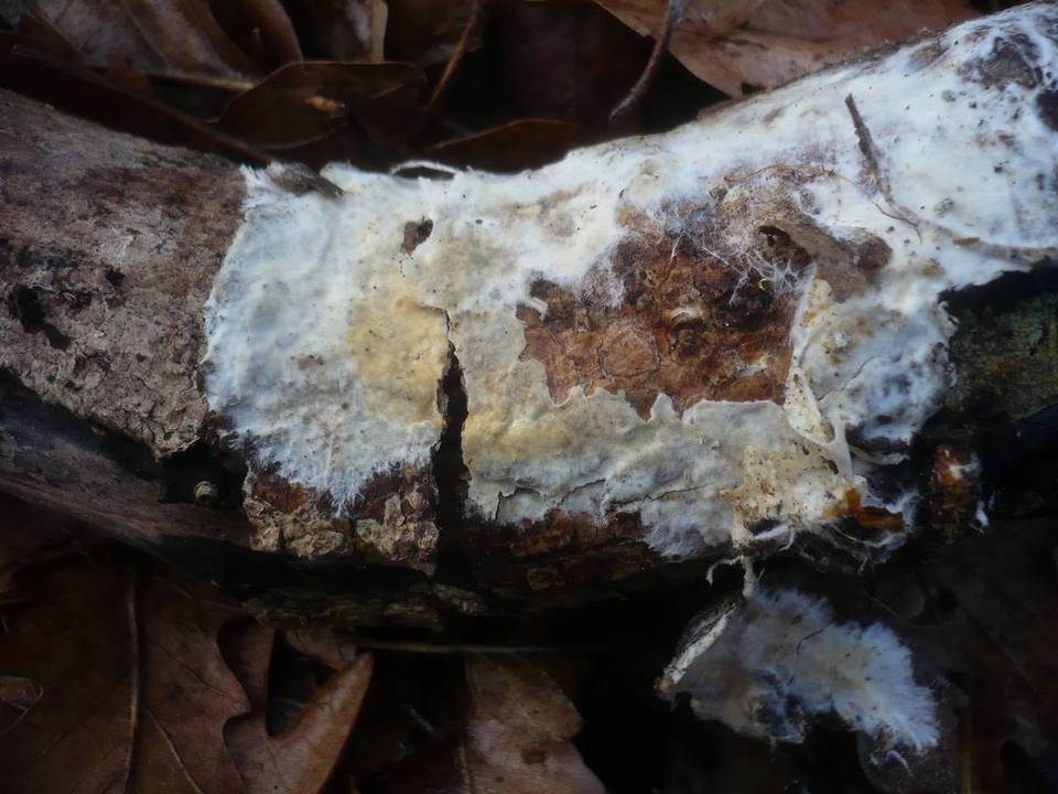 Phanerochaete sordida image