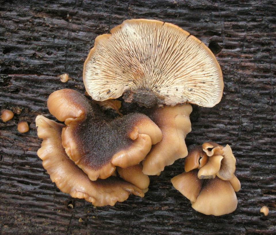 Lentinellus castoreus image