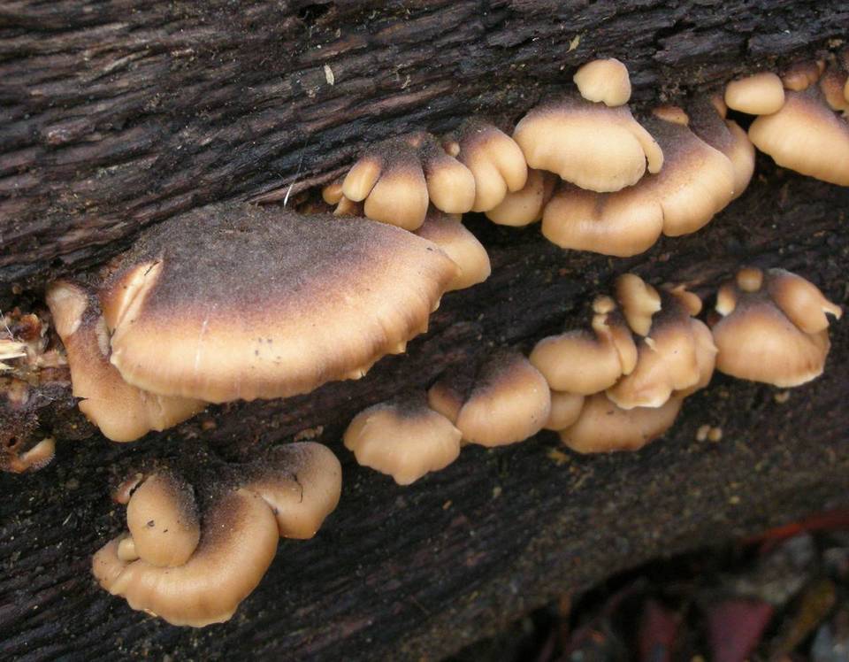 Lentinellus castoreus image