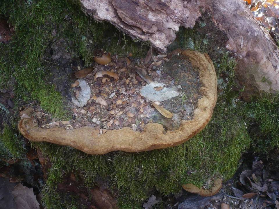 Fuscoporia torulosa image