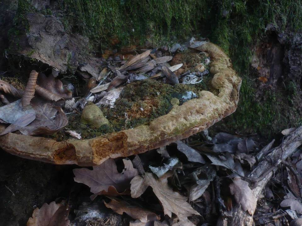 Fuscoporia torulosa image