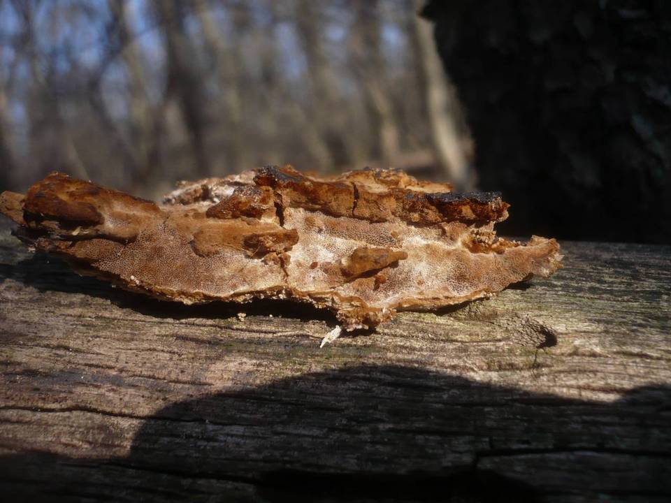 Fuscoporia ferruginosa image