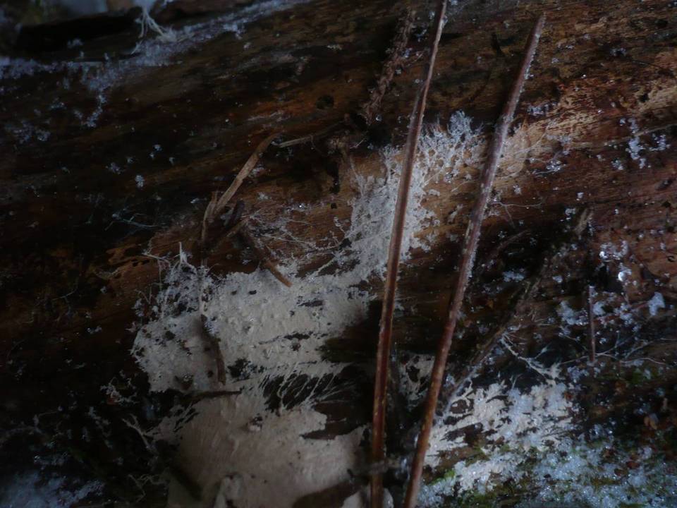 Leptosporomyces roseus image