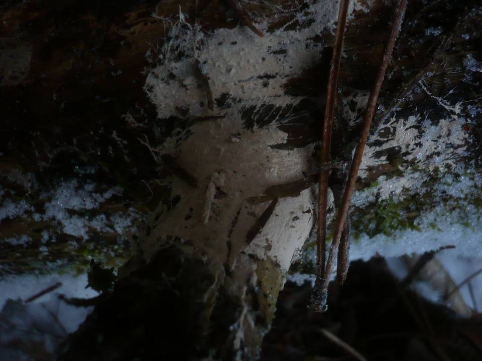 Leptosporomyces roseus image