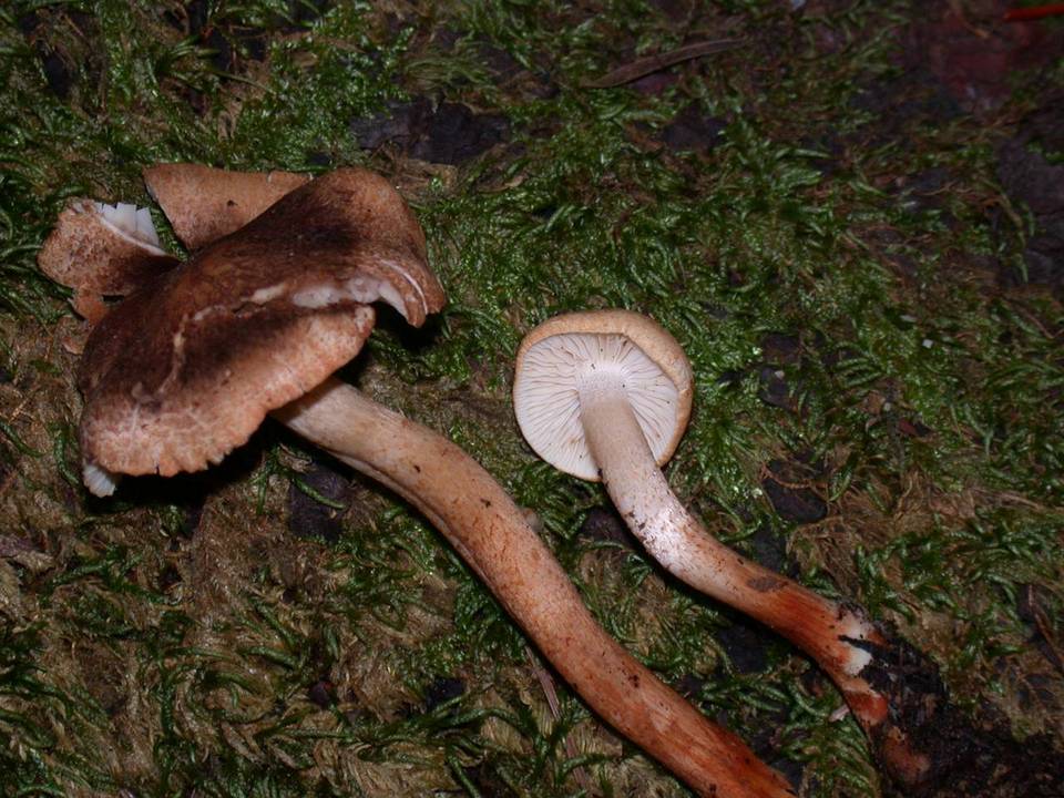 Tricholoma aurantio-olivaceum image