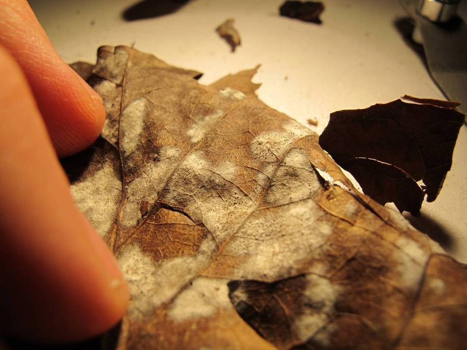 Mycosphaerella punctiformis image