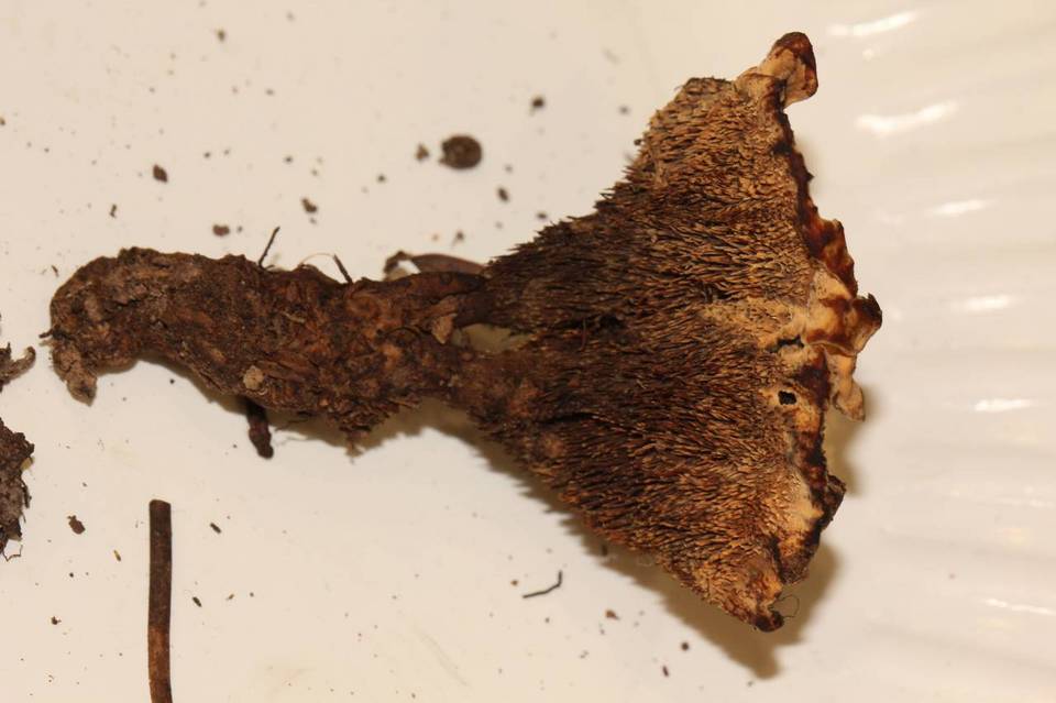Hydnellum chrysinum image