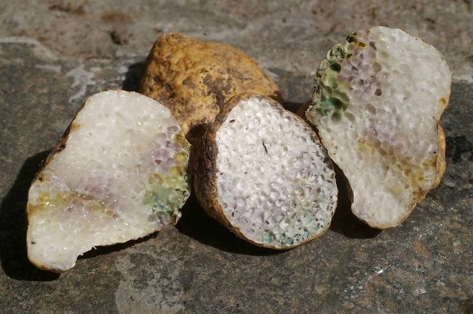 Leucogaster citrinus image
