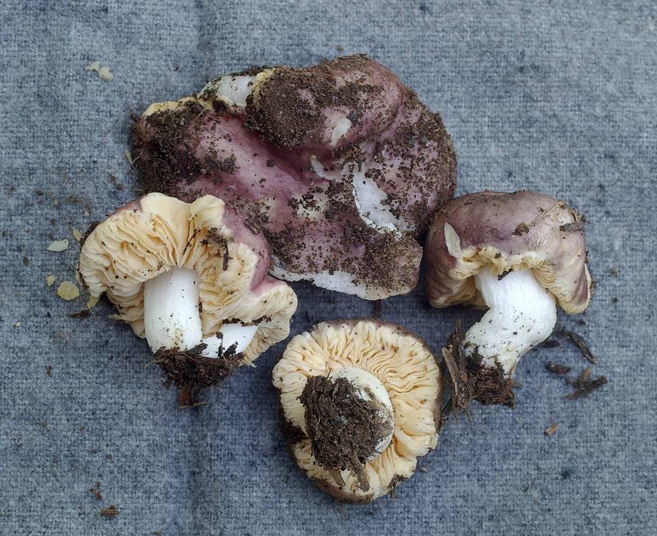 Russula subloculata image