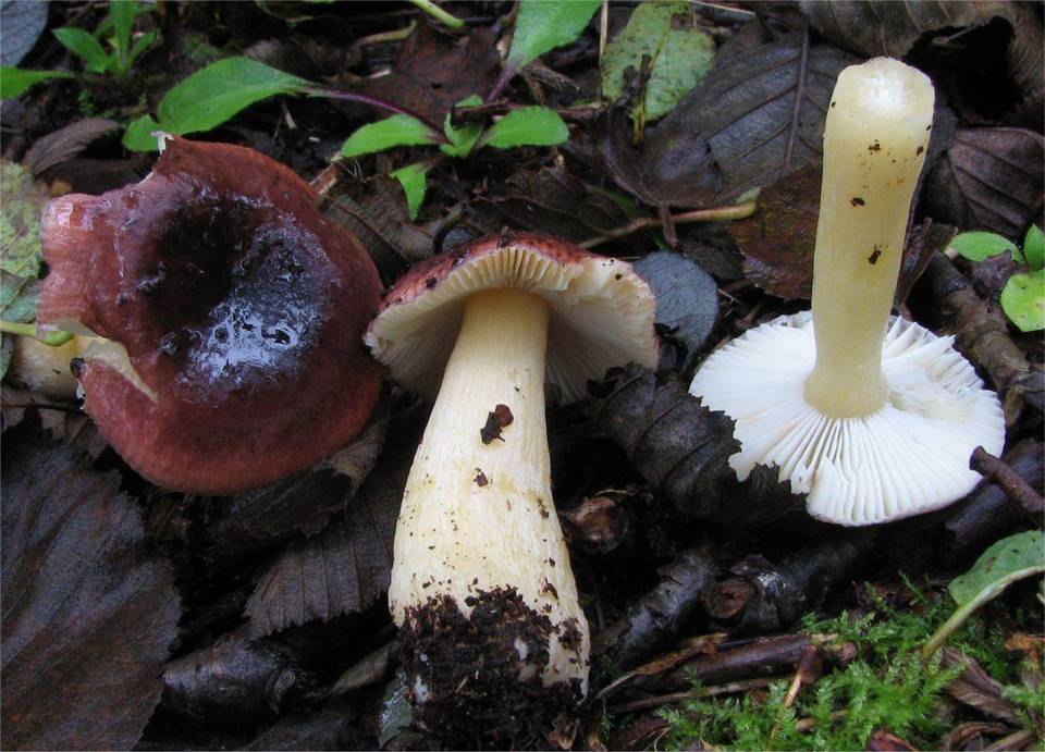 Russula pumila image
