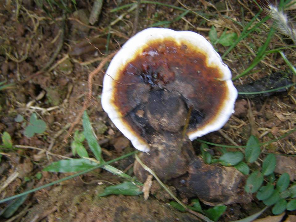 Ganoderma orbiforme image
