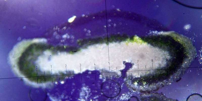 Lecanora argopholis image
