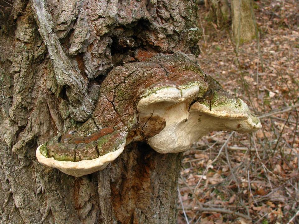 Perenniporia fraxinophila image