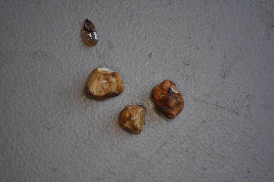 Tuber oregonense image