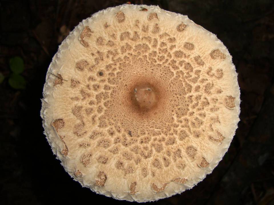 Macrolepiota prominens image