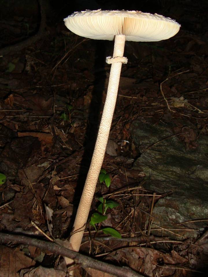 Macrolepiota prominens image