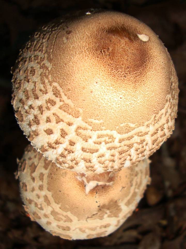 Macrolepiota prominens image