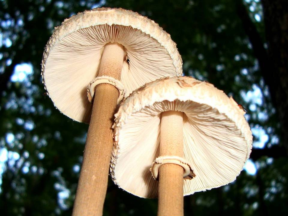 Macrolepiota prominens image