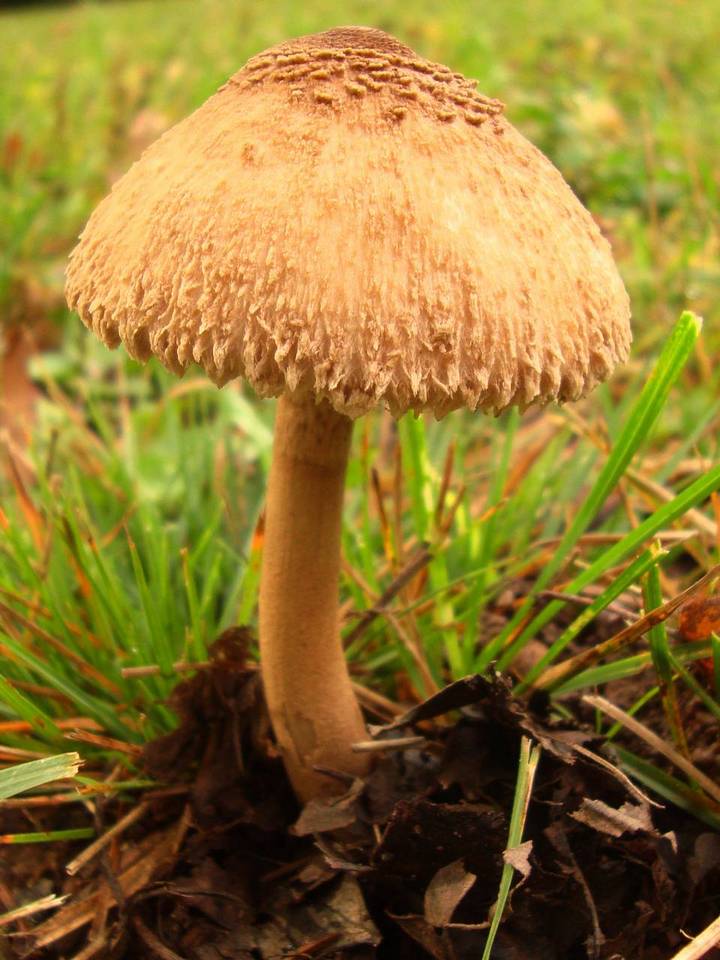 Macrolepiota prominens image