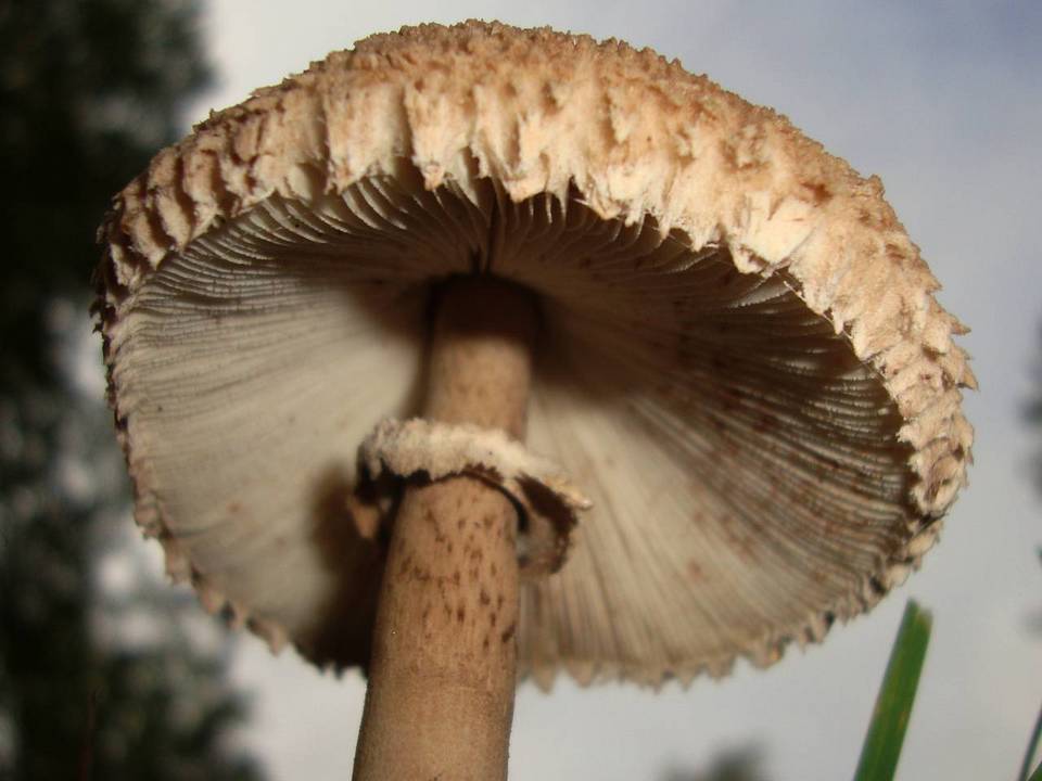 Macrolepiota prominens image