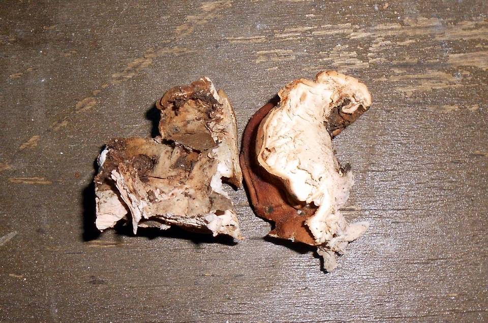 Hypocrea peltata image