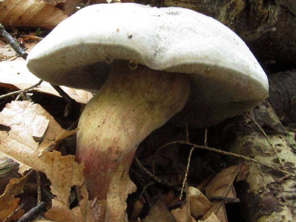 Xerocomellus intermedius image