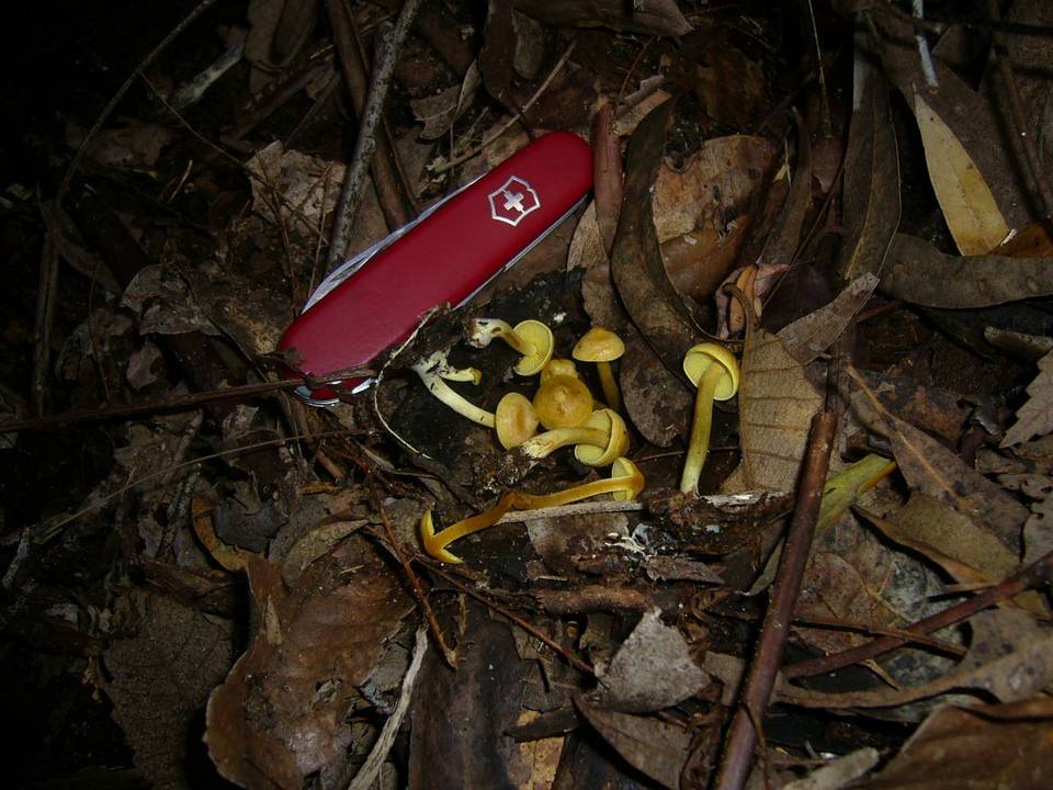 Hypholoma fasciculare var. subviride image