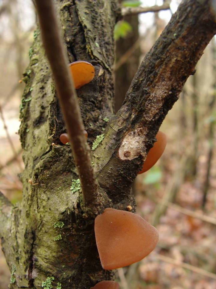 Auricularia angiospermarum image