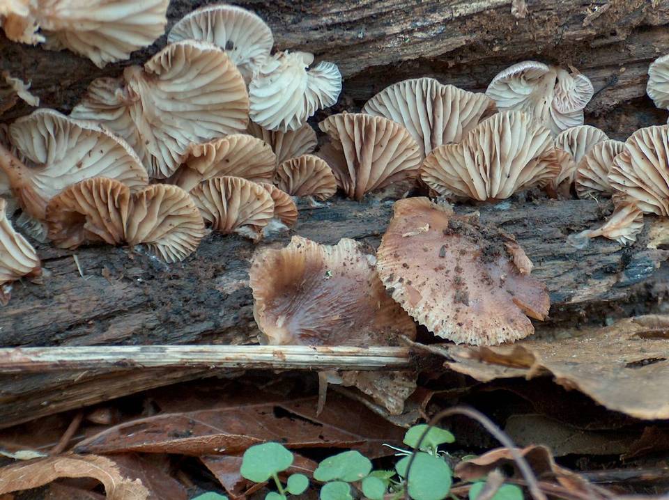 Pleurotopsis longinqua image
