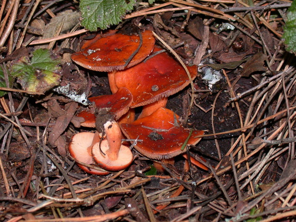 Lactarius substriatus image