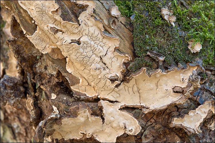 Stereum rugosum image