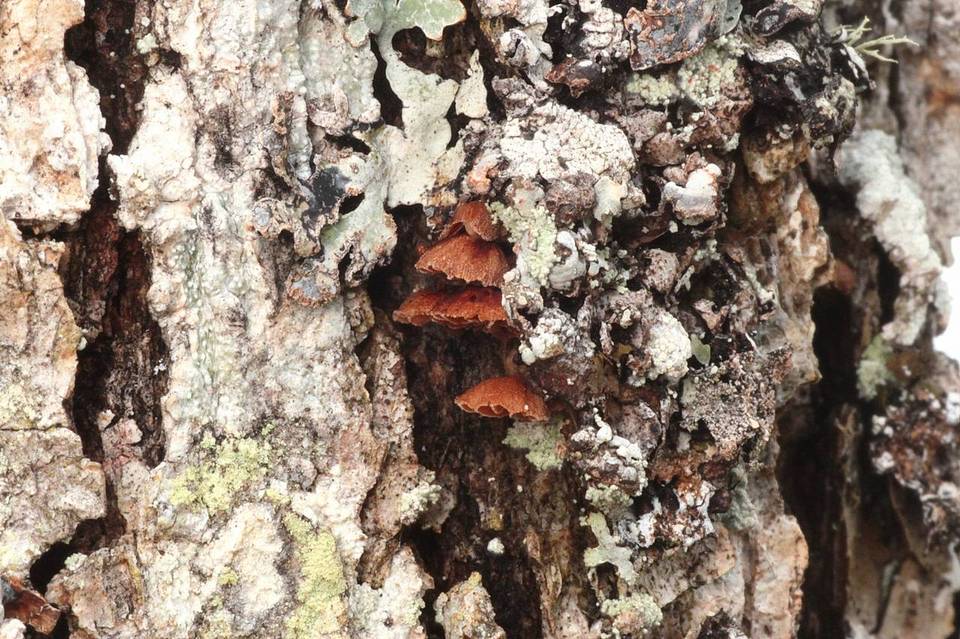 Phaeomarasmius rimulincola image