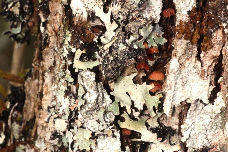 Phaeomarasmius rimulincola image