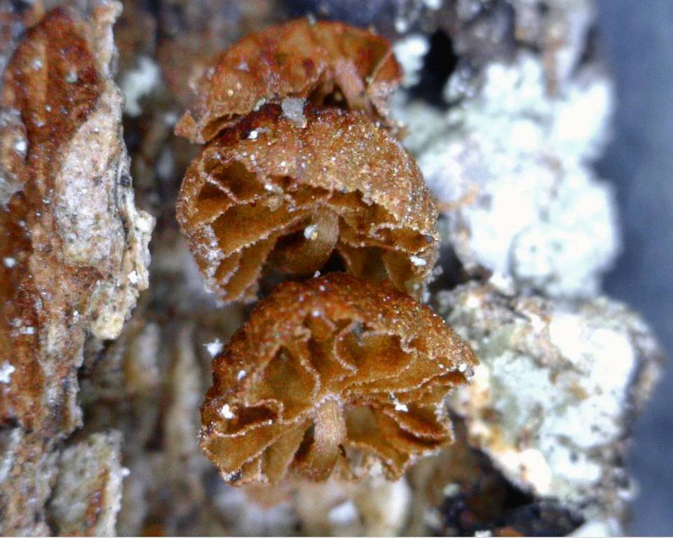 Phaeomarasmius rimulincola image
